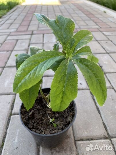 Морозник, сныть, вербейник