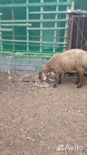 Баранчики на племя 4,5 месяца