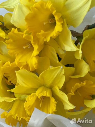 Букет нарциссов