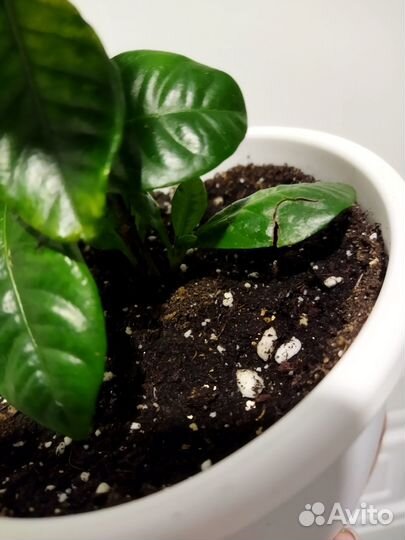 Гардения жасминовидная