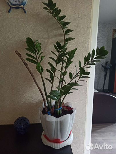 Замиокулькас