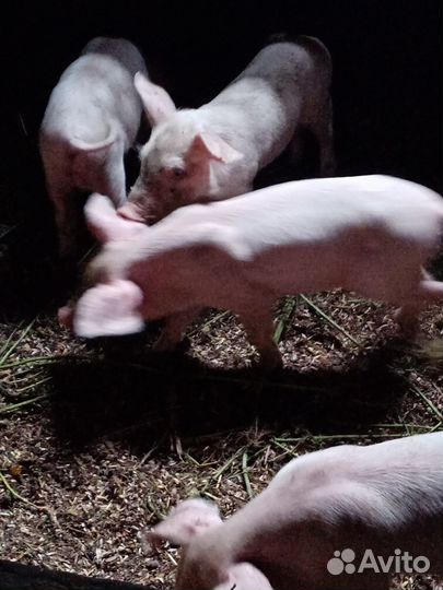 Поросята