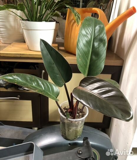 Филоденрон конго ред