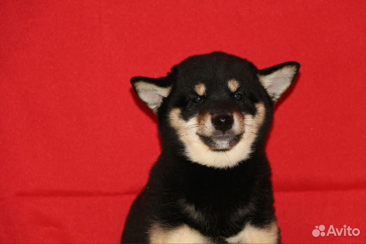 Собака улыбака