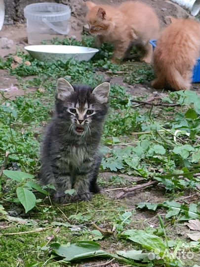 Отдам в хорошие руки котенка