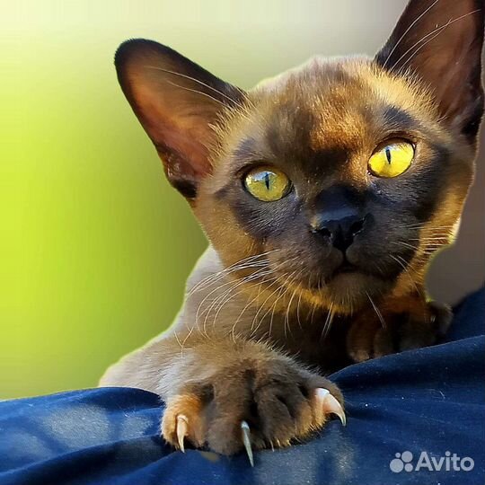 Бурманский котик