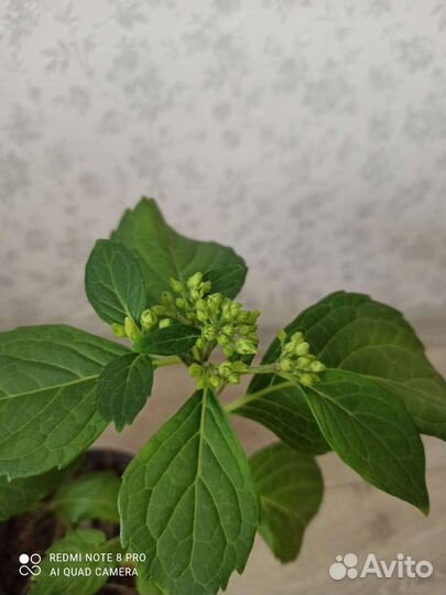 Гортензия крупнолистная