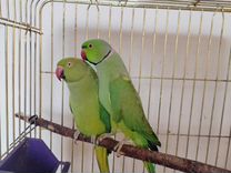 Ожереловый попугай рабочая пара