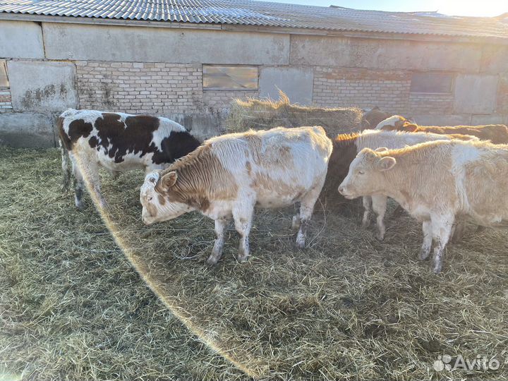 Продам телят