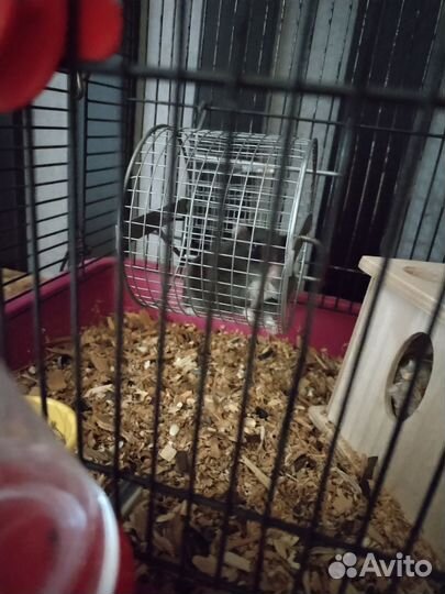 Клетка в месте с хомяком