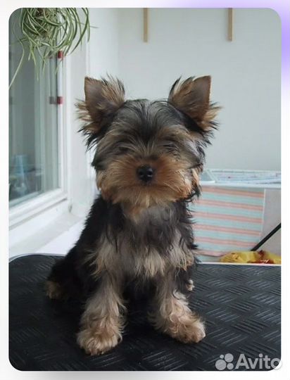 Йоркширский терьер