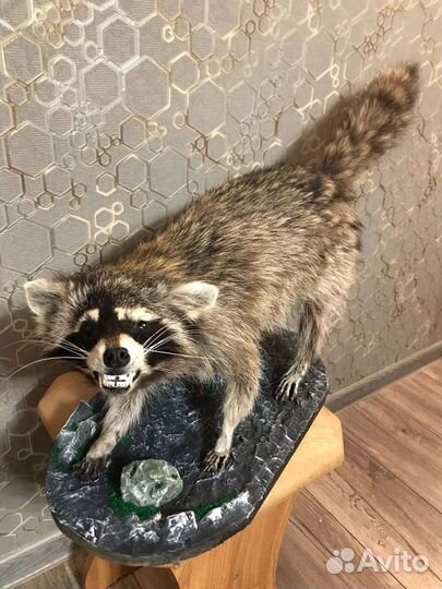 Таксидермия,чучела