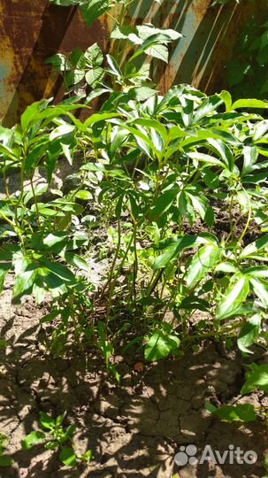 Пион, папоротник