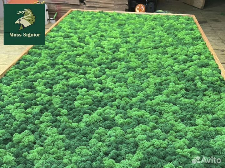 Стабилизированный мох ягель, кочка, пласт. Панно