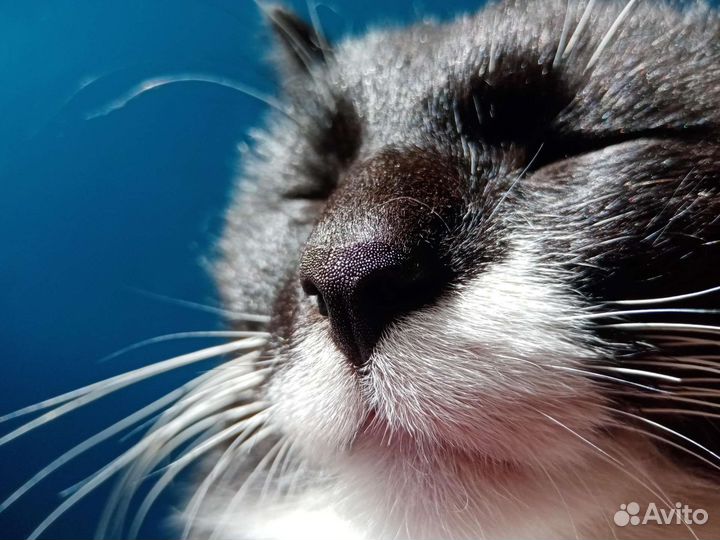 Кот в добрые руки