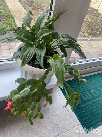 Дримиопсис100