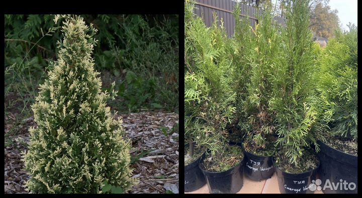 Туя Смарагд