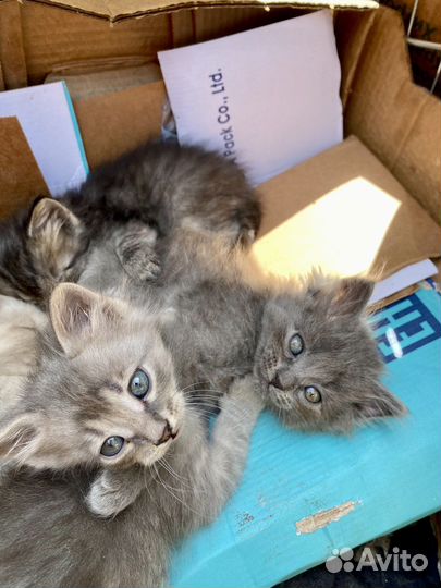 Котята в добрые руки