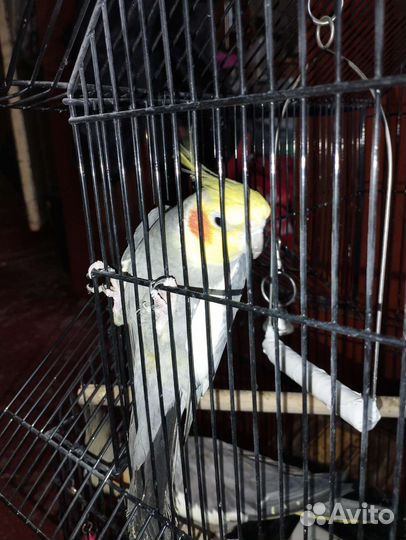 Попугай Карелла