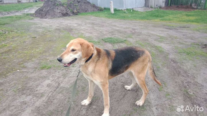 Собака для вязки