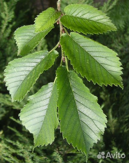 Саженцы Вяза (Карагач)