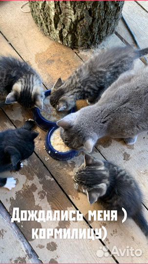 Котята в добрые руки