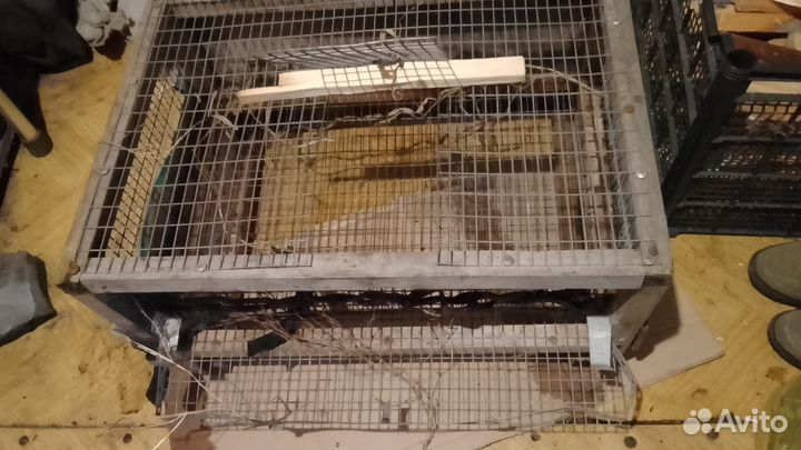 Клетка для перепелов с яйцесборником