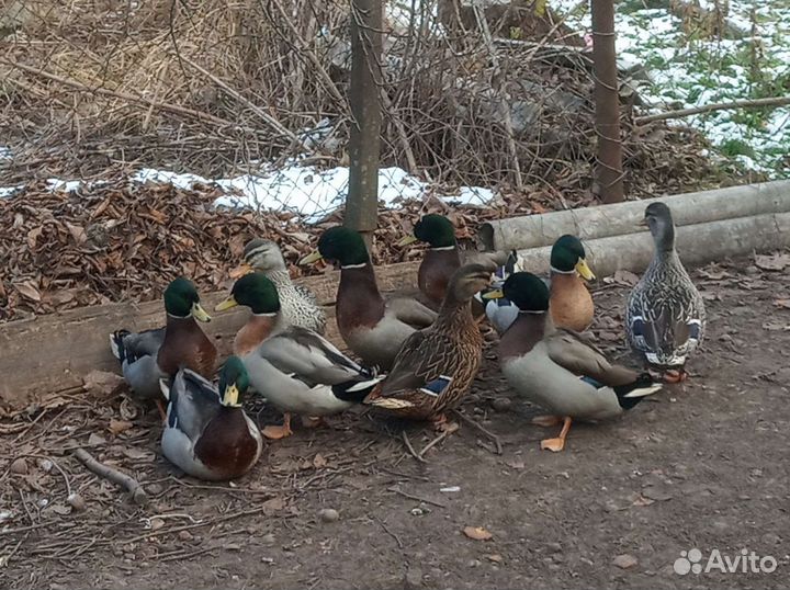 Подсадные для охоты. Дикие утки. Кряква
