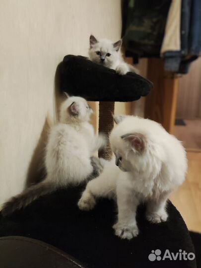 Невская маскарадная