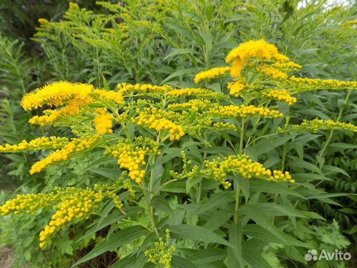 Золотарник (солидаго)