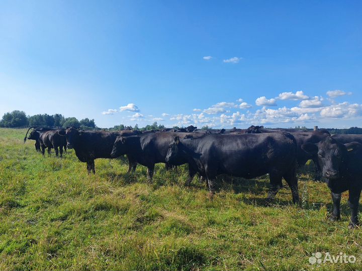 Коровы абердин ангус на мясо