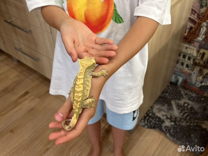 Гекон бананоед