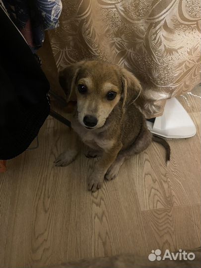 Щенок в добрые руки