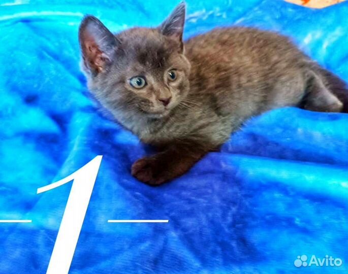 Котята в дар