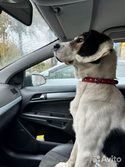 Найдена собака