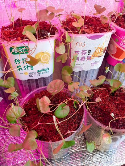 Дихондра серебристая и изумрудный поток,продам