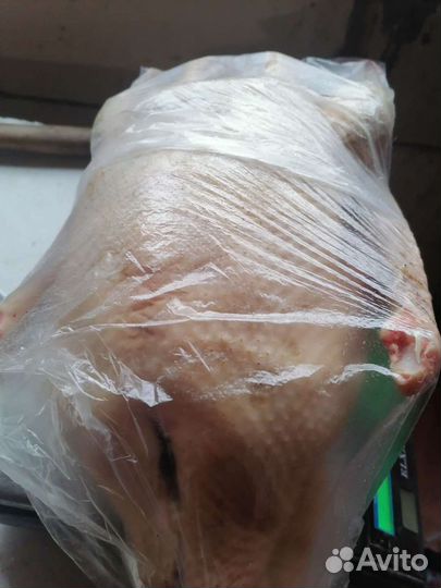 Мясо Индоутки,Утки.Индюка.Цесарки. Жир г