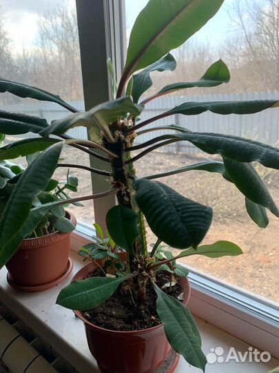 Комнатные растения цветы