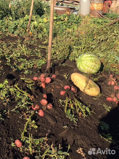 Семенной картофель