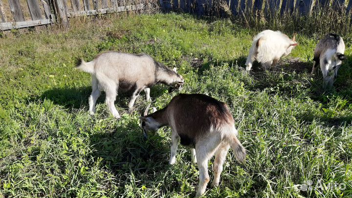 Продам козлят