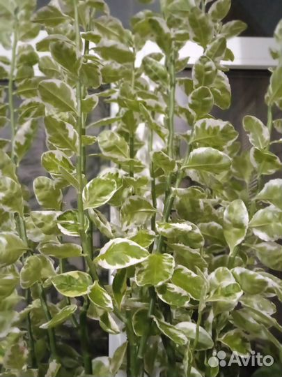 Педилантус