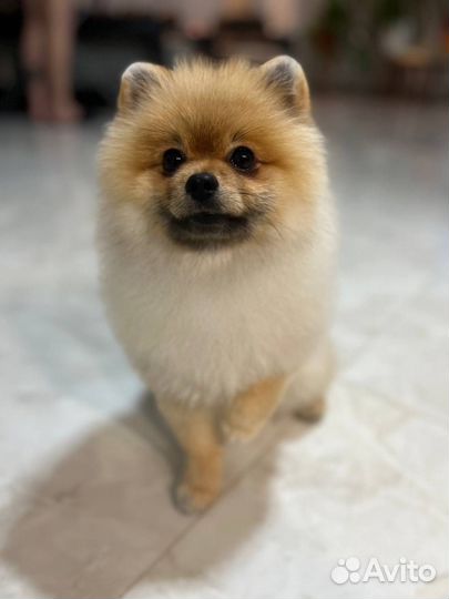 Вязка шпица