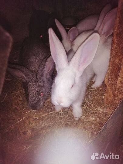 Кролики мясных пород