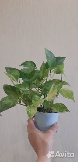 Сциндапсусы марбл квин, золотистый,н-джой