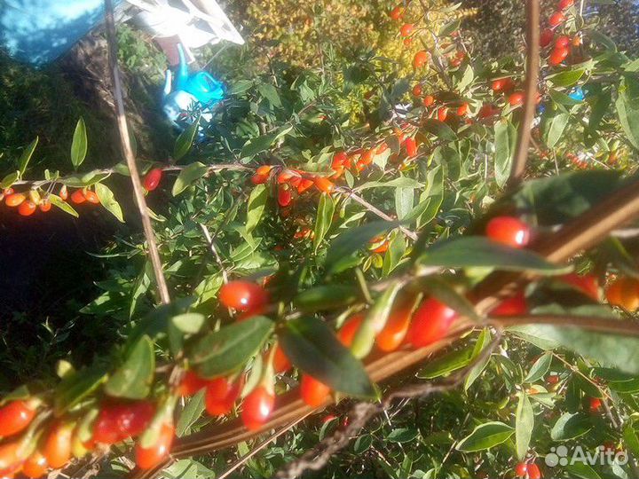 Саженцы полезной ягоды Годжи(Тибетский Барбарис)