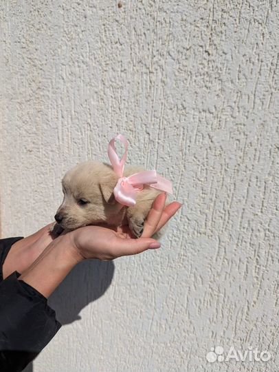 Щенок в добрые руки