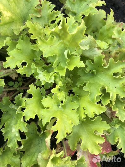 Гейхеры