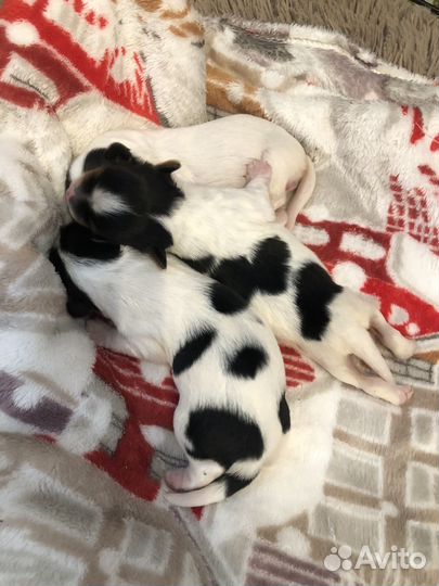 Щенки бивер