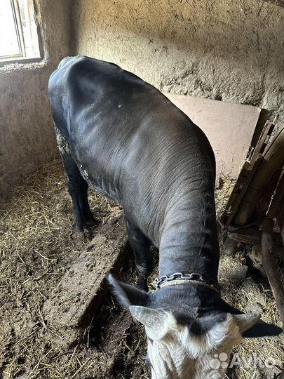 Бычки телята