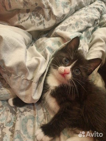 Котик в добрые руки